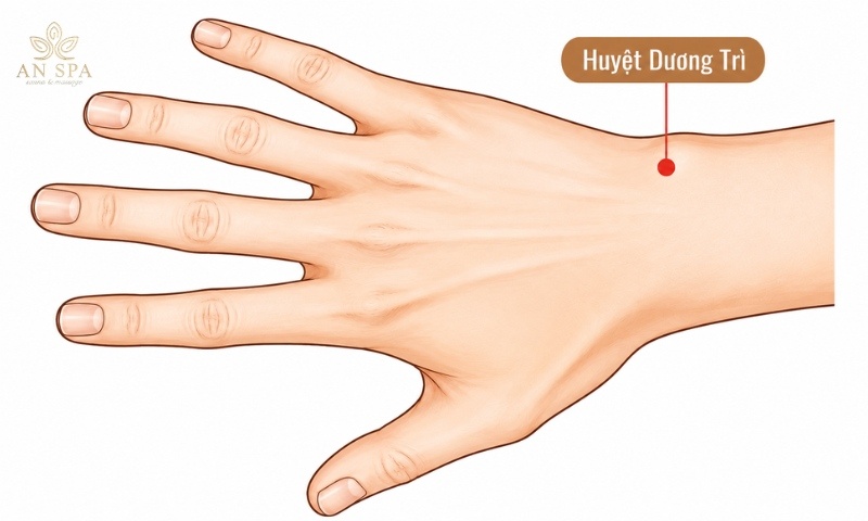 huyệt dương trì nằm ở mặt sau cổ tay