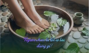 ngâm chân lá lốt có tác dụng gì